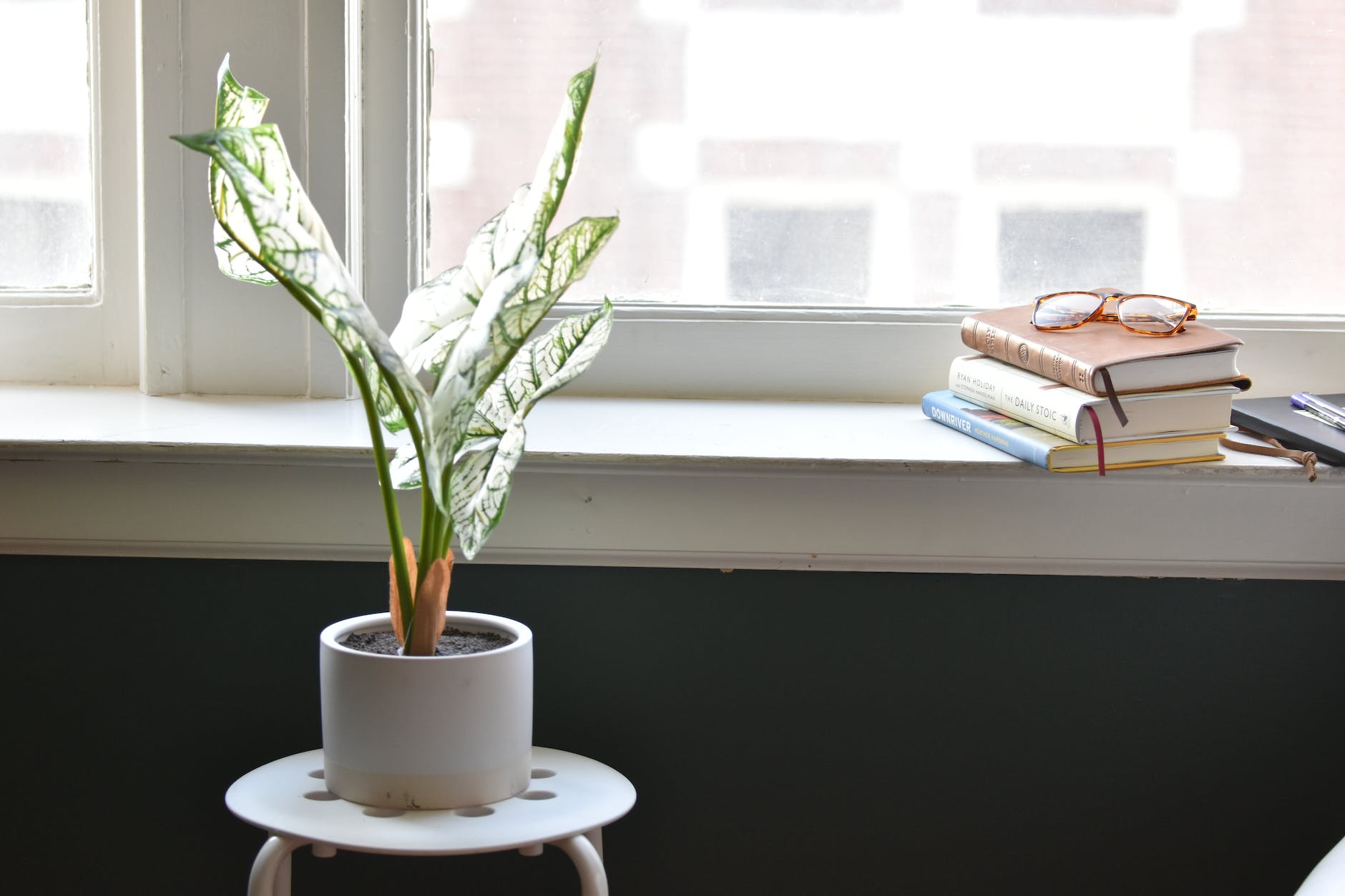 white and green caladium plant on white clay pot